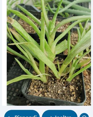 piante di Aloe 