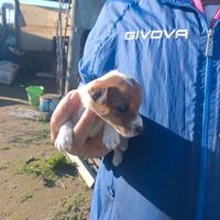 Dolcissimi cuccioli di Jack Russell maschio e femm
