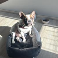 Bulldog Francese per monta