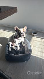Bulldog Francese per monta