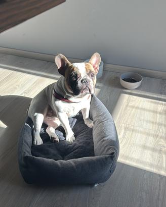 Bulldog Francese per monta