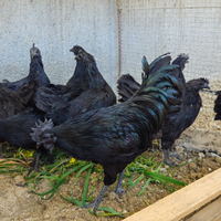 Galline cemani