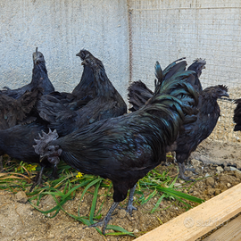 Galline cemani