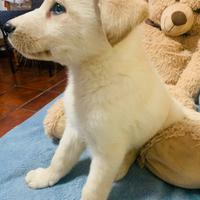 Golden retriver e l./husky con occhi celesti