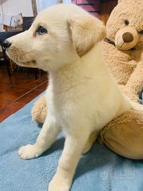 Golden retriver e l./husky con occhi celesti