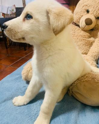 Golden retriver e l./husky con occhi celesti