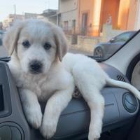 Cucciolo di cane 10 settimane
