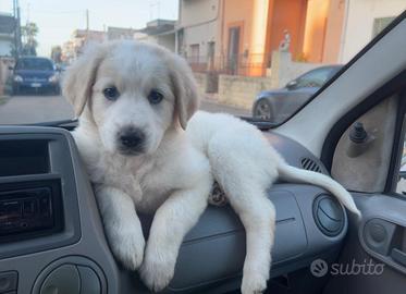 Cucciolo di cane 10 settimane