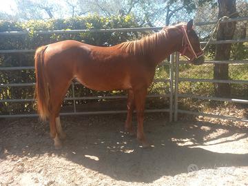 Puledro quarter horse