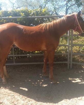 Puledro quarter horse