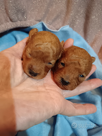 Barboncino ultimo minitoy red