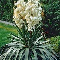 piante giardino yucca