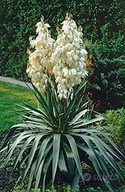 piante giardino yucca