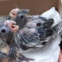 Ultimi 3 pulli di calopsite a Ginosa (Ta)