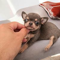 Chihuahua maschietto BLU FOCATO piccolissimo