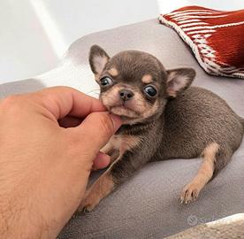 Chihuahua maschietto BLU FOCATO piccolissimo