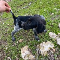 Bracco tedesco kurzhaar