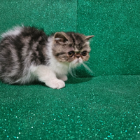 Gatto persiano bianco e silver