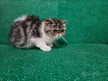 Gatto persiano bianco e silver