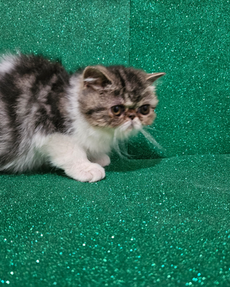 Gatto persiano bianco e silver