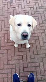 Labrador Maschio per accoppiamento