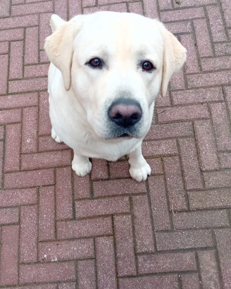Labrador Maschio per accoppiamento