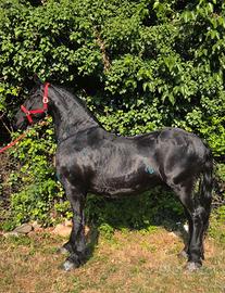 Castrone frisone super barocco