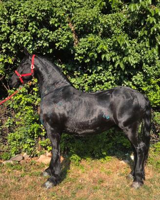 Castrone frisone super barocco