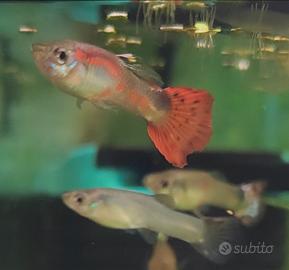 Guppy pesci per acquario