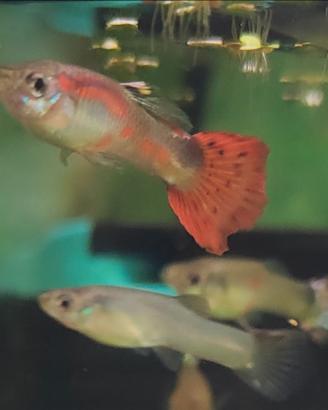 Guppy pesci per acquario
