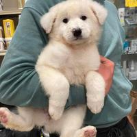 Cucciola pastore maremmano