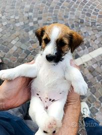 Cucciolo maschio Jack Russell Terrier