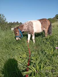 Pony mini Shetland