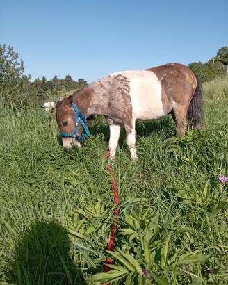 Pony mini Shetland