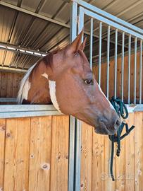 Cavallo paint horse