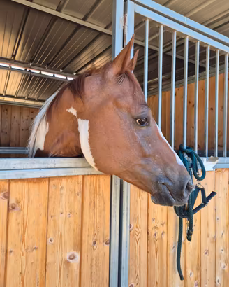 Cavallo paint horse