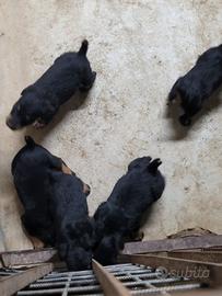 Jagd terrier