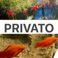 Pesci Endler, Platy, Guppy, Gamberetti