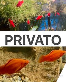 Pesci Endler, Platy, Guppy, Gamberetti