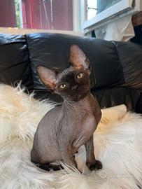 Sphynx ELF e Classico Maschio