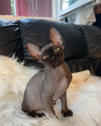 Sphynx ELF e Classico Maschio