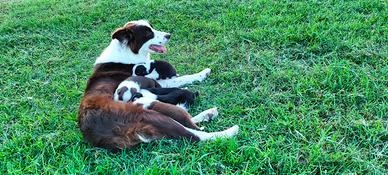 Border collie