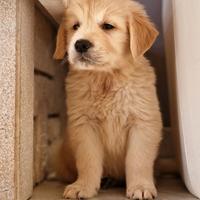 Cucciole di Golden Retriever - Lastre e Test genet