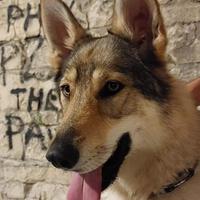 Cane lupo Cecoslovacco