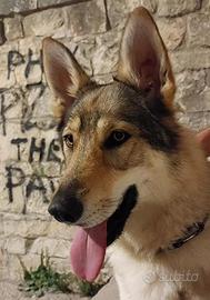 Cane lupo Cecoslovacco