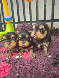 Cuccioli yorkshire terrier