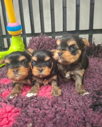 Cuccioli yorkshire terrier