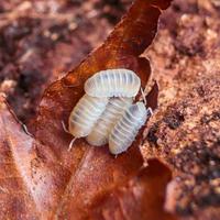 Isopodi sp. Cubaris murina Glacier