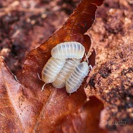 Isopodi sp. Cubaris murina Glacier