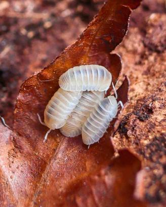 Isopodi sp. Cubaris murina Glacier